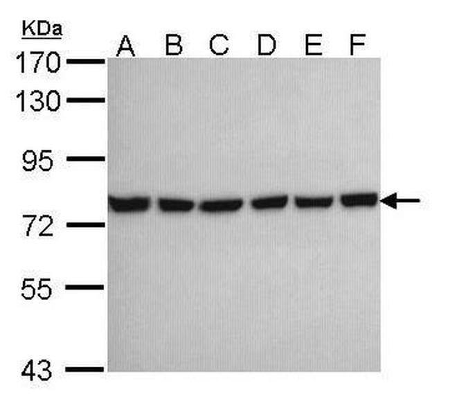 HSPA2 Antibody in Western Blot (WB)