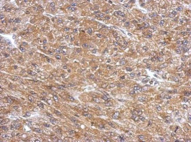 PDE11A Antibody in Immunohistochemistry (Paraffin) (IHC (P))