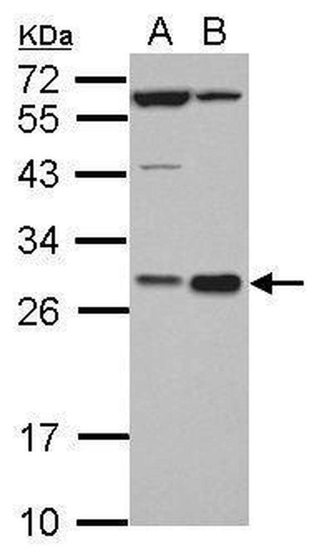 Hex Antibody in Western Blot (WB)