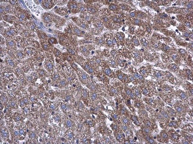 ATP5L Antibody in Immunohistochemistry (Paraffin) (IHC (P))