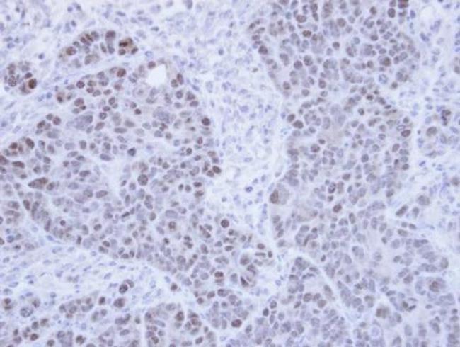 PPIL2 Antibody in Immunohistochemistry (Paraffin) (IHC (P))