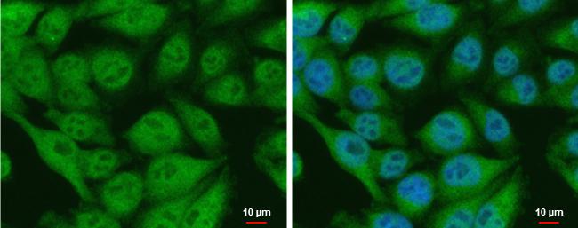 CIAPIN1 Antibody in Immunocytochemistry (ICC/IF)