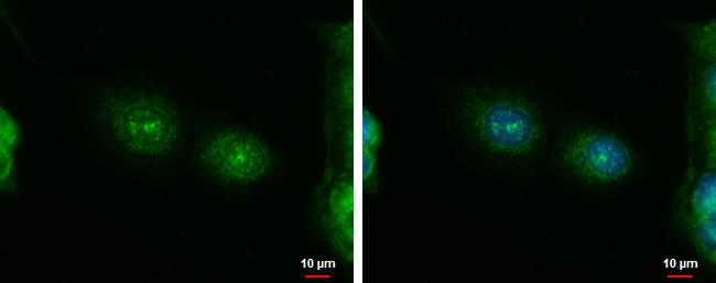 ErbB4 Antibody in Immunocytochemistry (ICC/IF)