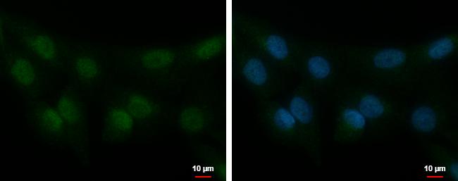 STK40 Antibody in Immunocytochemistry (ICC/IF)