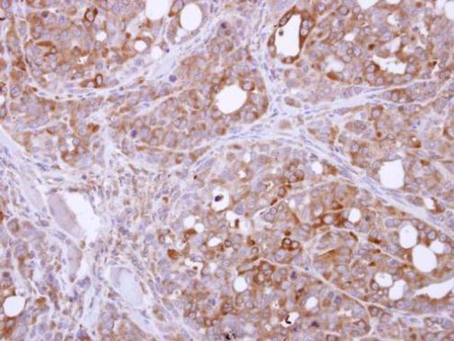 PASK Antibody in Immunohistochemistry (Paraffin) (IHC (P))