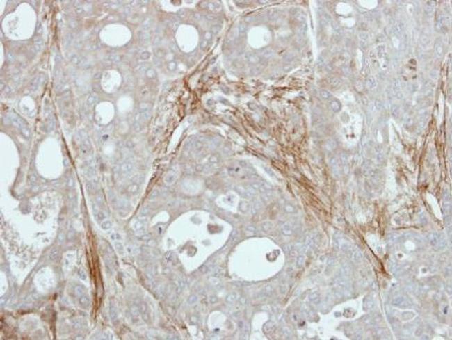 Fibulin 3 Antibody in Immunohistochemistry (Paraffin) (IHC (P))