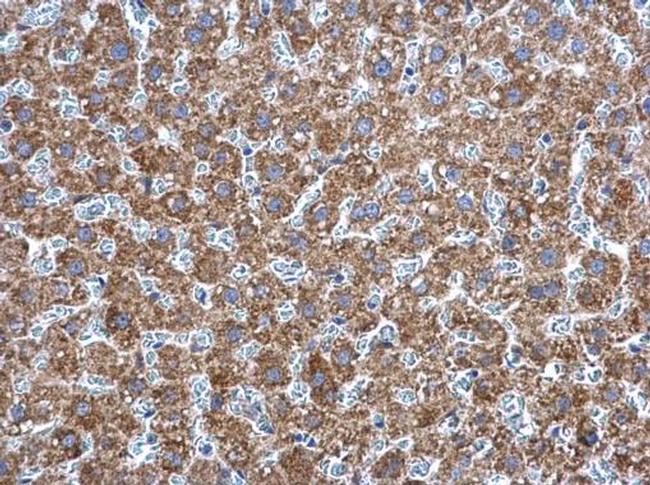 Adenylate Kinase 2 Antibody in Immunohistochemistry (Paraffin) (IHC (P))