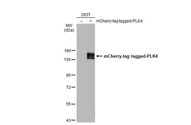 PLK4 Antibody in Western Blot (WB)