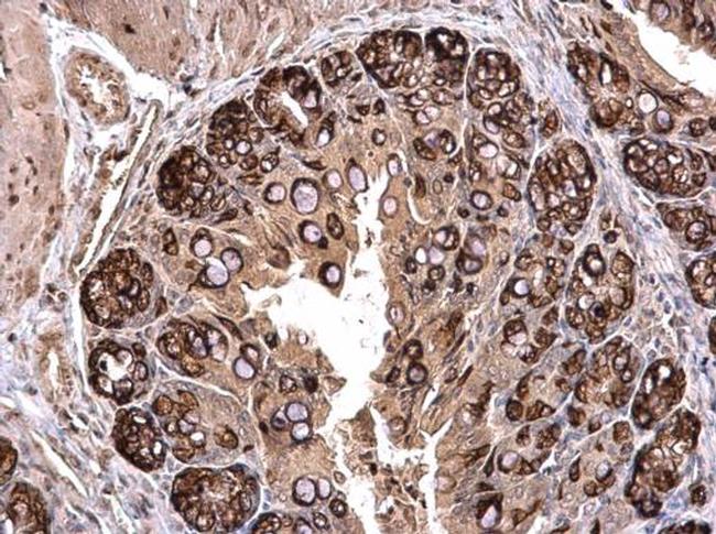 PLK2 Antibody in Immunohistochemistry (Paraffin) (IHC (P))