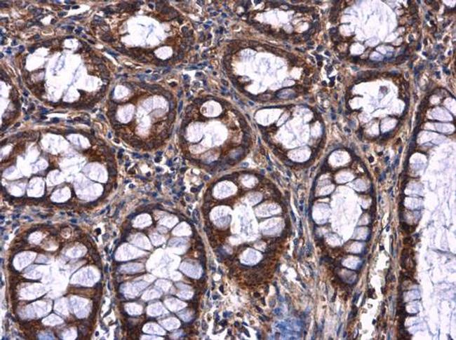 Afamin Antibody in Immunohistochemistry (Paraffin) (IHC (P))