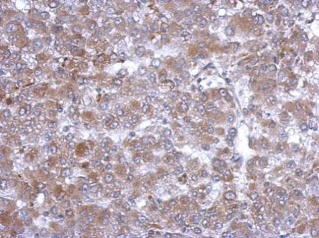 Hemopexin Antibody in Immunohistochemistry (Paraffin) (IHC (P))