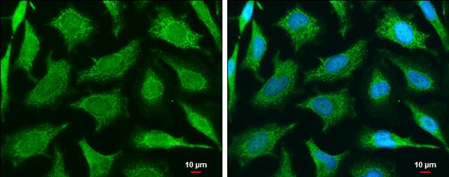 MUL1 Antibody in Immunocytochemistry (ICC/IF)