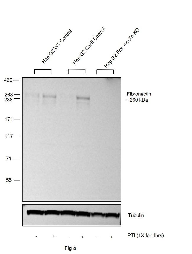 Fibronectin Antibody in Western Blot (WB)