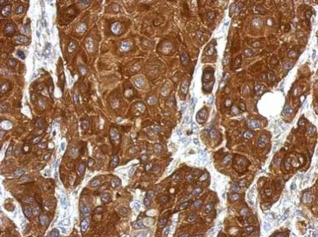 RGS1 Antibody in Immunohistochemistry (Paraffin) (IHC (P))