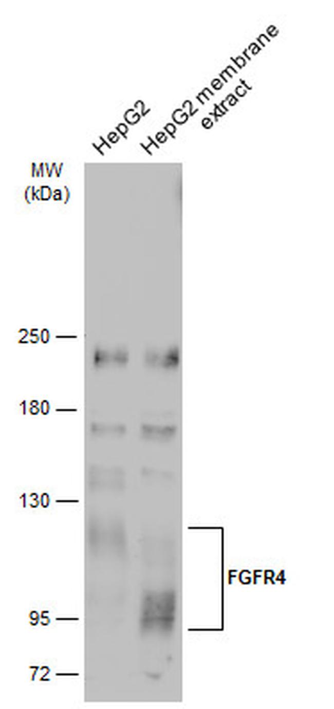 FGFR4 Antibody in Western Blot (WB)