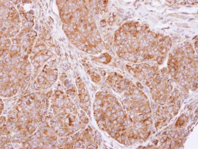 cIAP2 Antibody in Immunohistochemistry (Paraffin) (IHC (P))