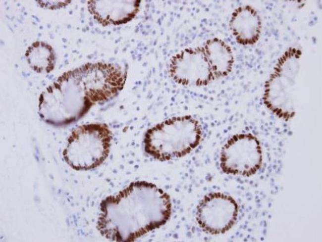 CDX2 Antibody in Immunohistochemistry (Paraffin) (IHC (P))