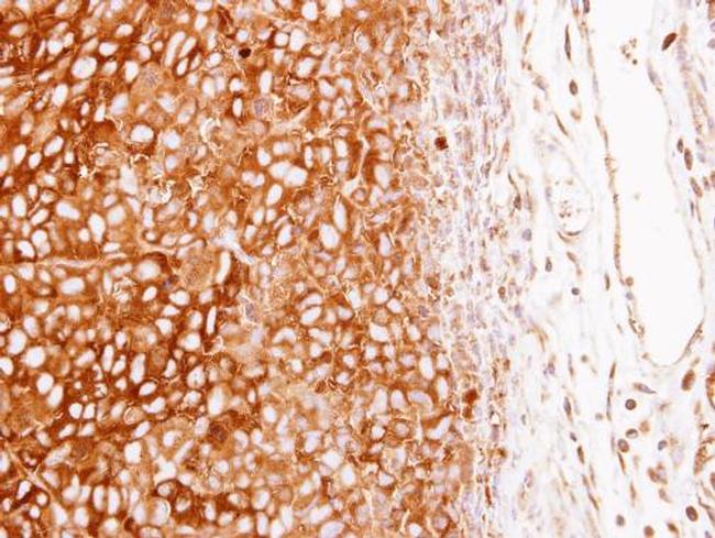 G6PD Antibody in Immunohistochemistry (Paraffin) (IHC (P))