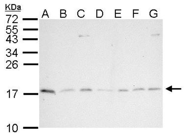 PIN1 Antibody in Western Blot (WB)