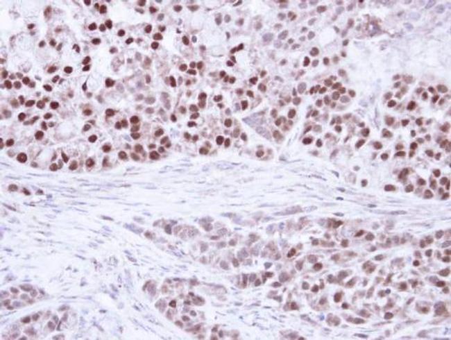 PPAR delta Antibody in Immunohistochemistry (Paraffin) (IHC (P))