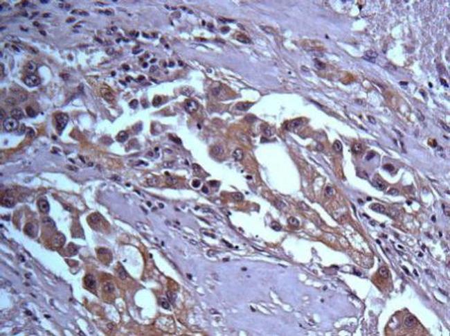 14-3-3 beta Antibody in Immunohistochemistry (Paraffin) (IHC (P))