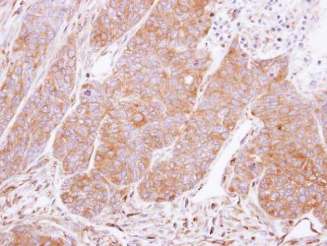 14-3-3 gamma Antibody in Immunohistochemistry (Paraffin) (IHC (P))