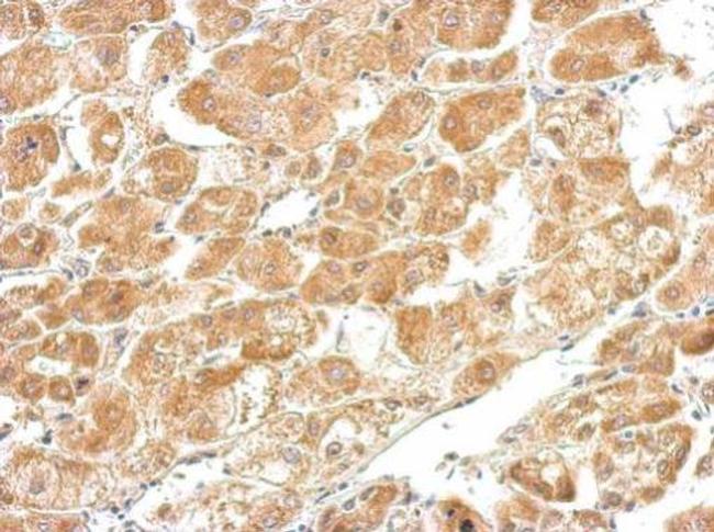 CTH Antibody in Immunohistochemistry (Paraffin) (IHC (P))