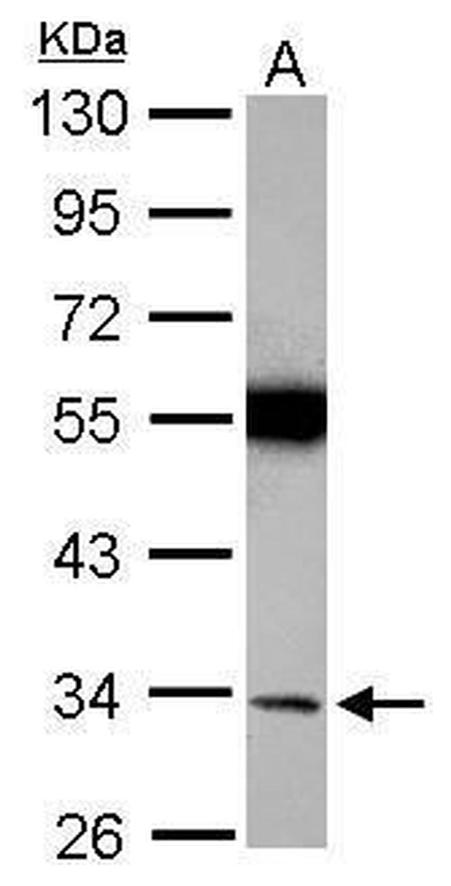 Torsin 1A Antibody in Western Blot (WB)