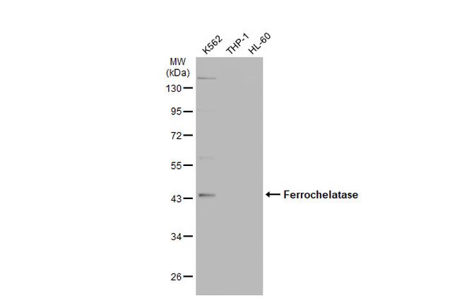 FECH Antibody in Western Blot (WB)