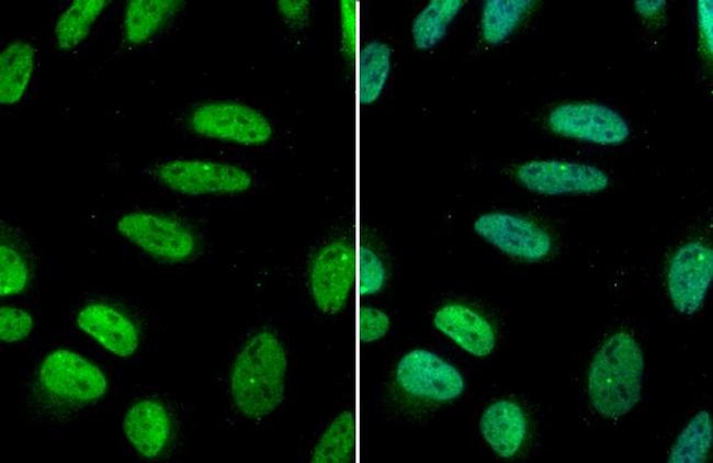 GATA2 Antibody in Immunocytochemistry (ICC/IF)