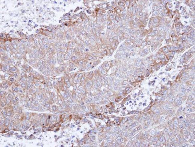 CHRNA4 Antibody in Immunohistochemistry (Paraffin) (IHC (P))