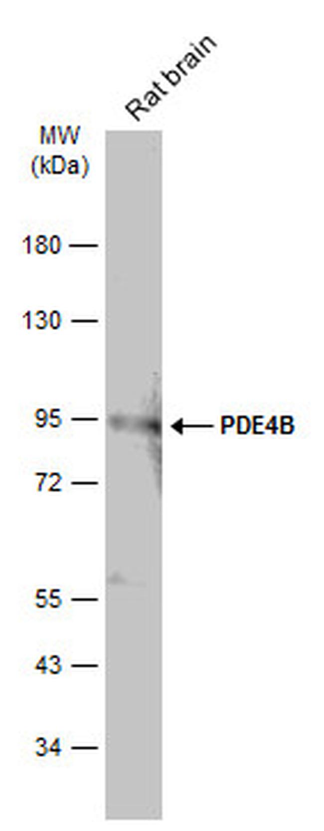 PDE4B Antibody in Western Blot (WB)