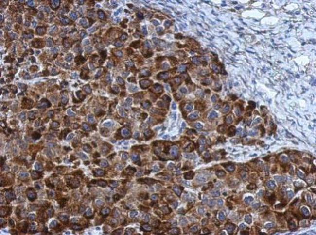 ARC Antibody in Immunohistochemistry (Paraffin) (IHC (P))