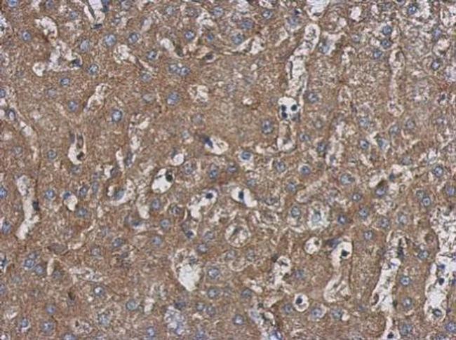 HARS Antibody in Immunohistochemistry (Paraffin) (IHC (P))