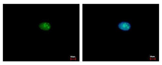 MCM5 Antibody in Immunocytochemistry (ICC/IF)