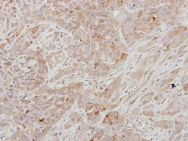 Prolactin Antibody in Immunohistochemistry (Paraffin) (IHC (P))