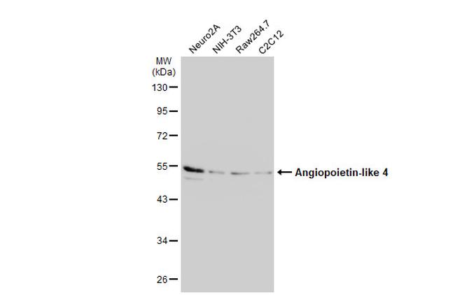 ANGPTL4 Antibody in Western Blot (WB)