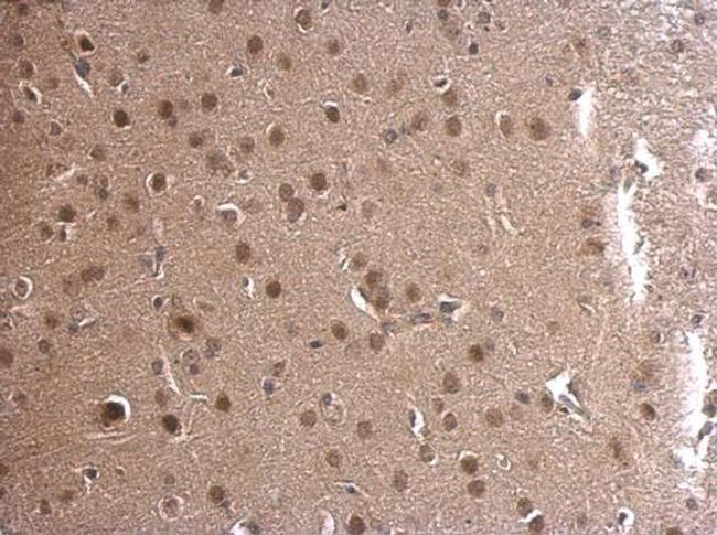 ADSL Antibody in Immunohistochemistry (Paraffin) (IHC (P))