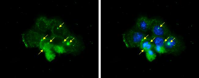 Centrin 1 Antibody in Immunocytochemistry (ICC/IF)