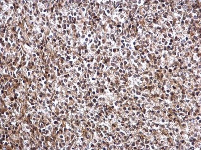 DRIL1 Antibody in Immunohistochemistry (Paraffin) (IHC (P))