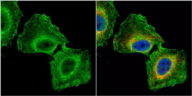 GNB1 Antibody in Immunocytochemistry (ICC/IF)