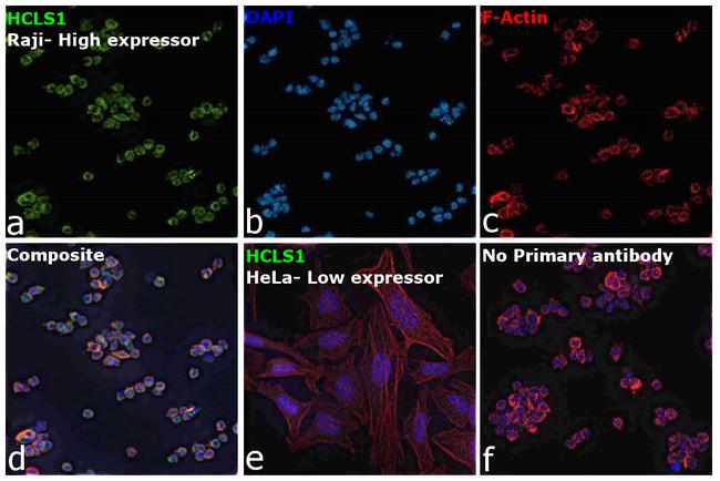 HCLS1 Antibody in Immunocytochemistry (ICC/IF)