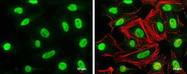 MAFG Antibody in Immunocytochemistry (ICC/IF)