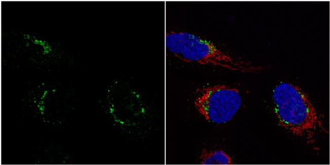 Nucleobindin 1 Antibody in Immunocytochemistry (ICC/IF)