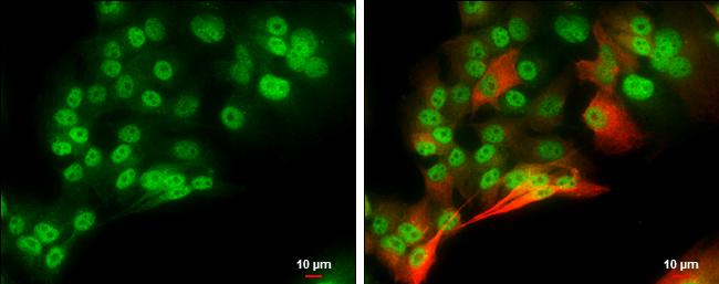 POU3F2 Antibody in Immunocytochemistry (ICC/IF)