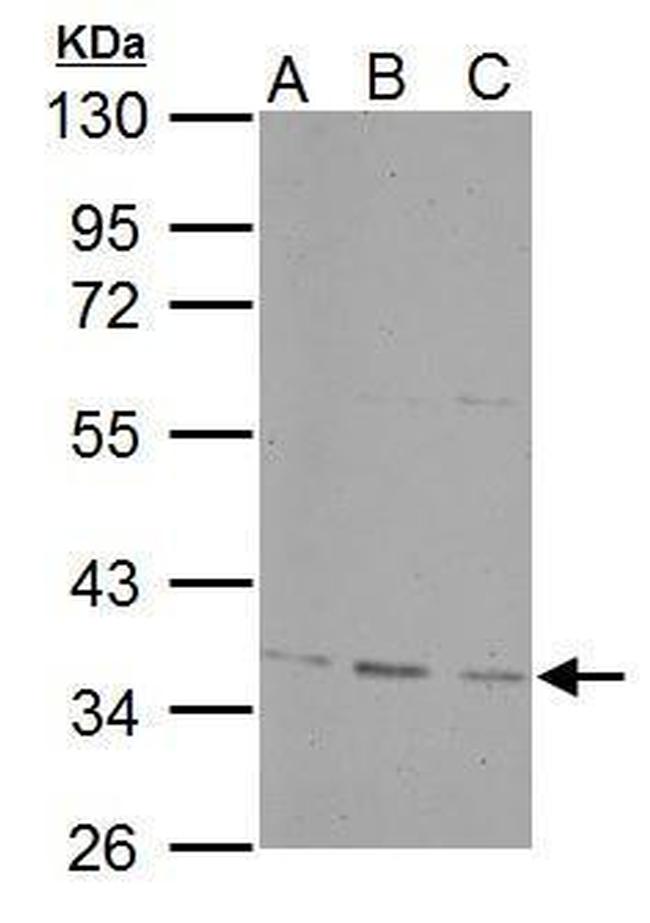 PPP4C Antibody in Western Blot (WB)