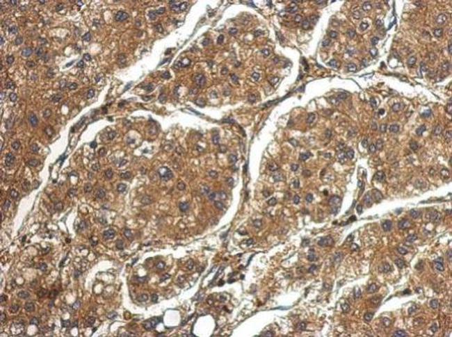 PRG2 Antibody in Immunohistochemistry (Paraffin) (IHC (P))