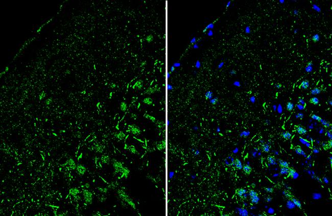 RORB Antibody in Immunohistochemistry (Frozen) (IHC (F))