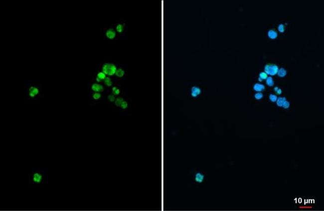 SATB1 Antibody in Immunocytochemistry (ICC/IF)