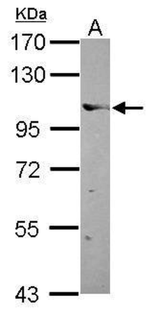 ELOA Antibody in Western Blot (WB)